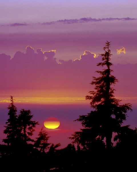 Oregon, Mt Hood Pine trees silhouetted by sunset